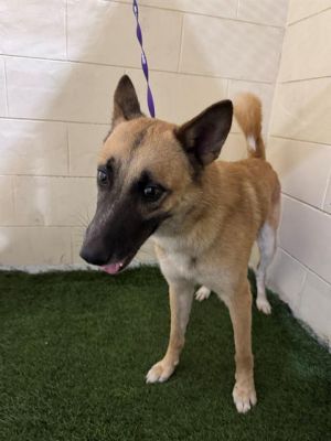 REESE, Young Male Belgian Shepherd / Malinois