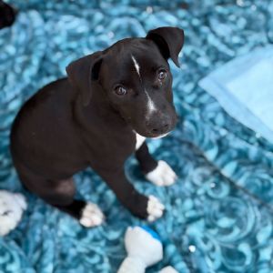 Meet your new best friend This adorable puppy is full of curiosity energy and