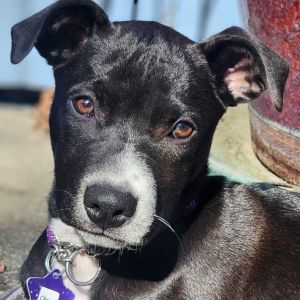 Meet your new best friend This adorable puppy is full of curiosity energy and endless potential 
