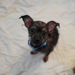 Meet your new best friend This adorable puppy is full of curiosity energy and endless potential 
