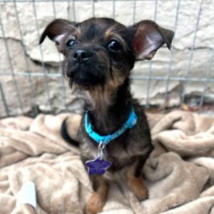 Meet your new best friend This adorable puppy is full of curiosity energy and endless potential 