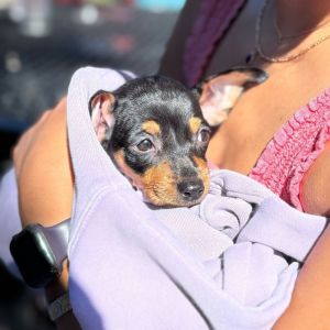 Meet your new best friend This adorable puppy is full of curiosity energy and endless potential 