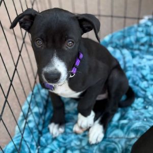 Irina Mixed Breed Dog