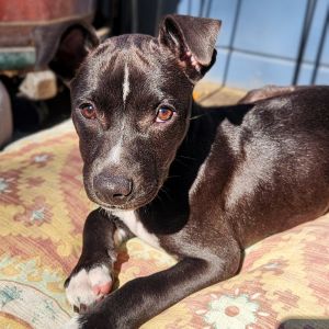 Meet your new best friend This adorable puppy is full of curiosity energy and endless potential 
