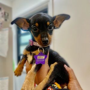 Meet your new best friend This adorable puppy is full of curiosity energy and endless potential 