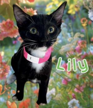 A247362, Baby Female Domestic Short Hair