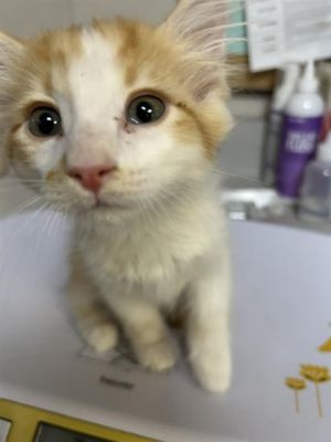 RICKY, Baby Male Domestic Short Hair