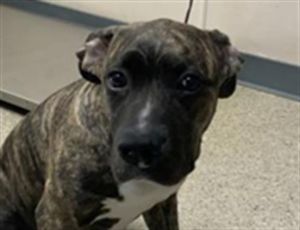 ROCKY, Baby Male Pit Bull Terrier
