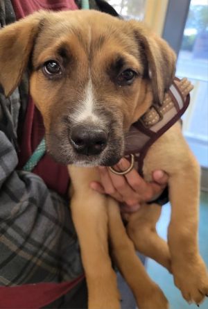 BENJAMIN, Baby Male German Shepherd Dog