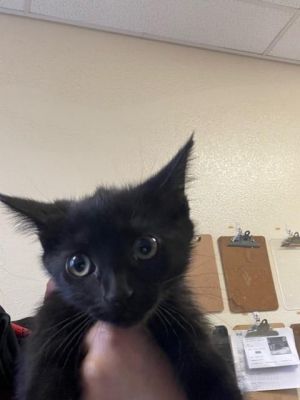LULU, Baby Female Domestic Short Hair