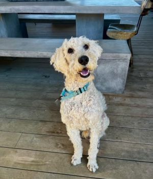 THEO, Young Male Poodle