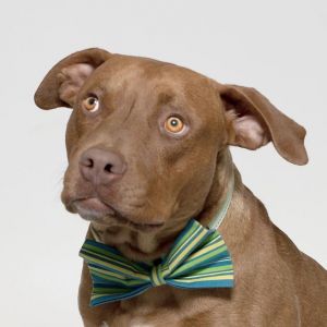 DOUGIE, Adult Male Pit Bull Terrier