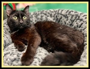 SAMUEL, Young Male Domestic Short Hair