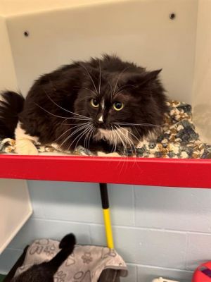 STELLA, Adult Female Domestic Long Hair