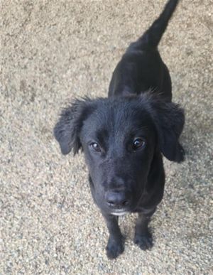 SOPAILLA, Young Female Labrador Retriever