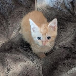 ELIO, Baby Male Domestic Short Hair
