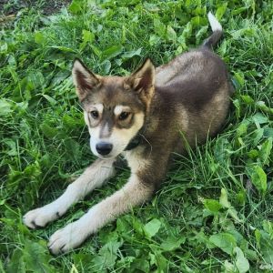 Chip, Baby Male Shepherd