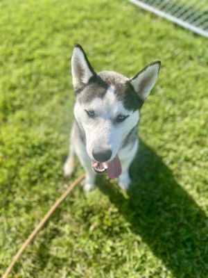 TOMMY RICHMAN, Young Male Siberian Husky