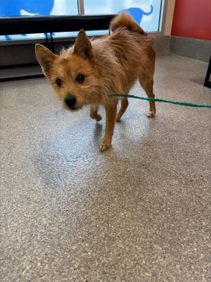 COOPER, Senior Male Cairn Terrier