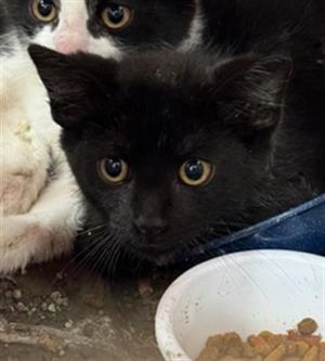 A783603, Baby Male Domestic Short Hair