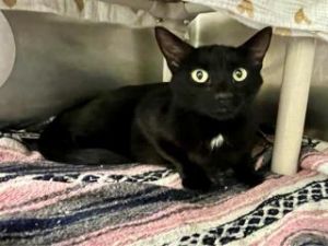 SHADE, Adult Male Domestic Short Hair