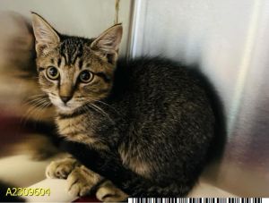MILO, Baby Male Domestic Short Hair