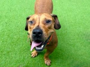 TRINITY, Young Female Pit Bull Terrier