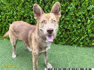 MIKEY, Young Male Siberian Husky