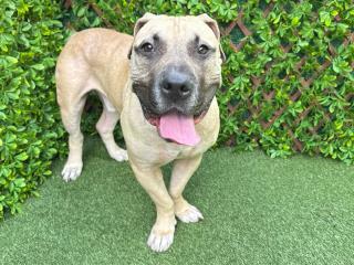 BARNEY, an adoptable Boerboel, Mixed Breed in West Palm Beach, FL, 33411 | Photo Image 1