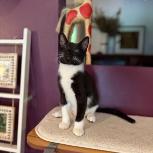 Mr. Milchick, Baby Male Domestic Short Hair