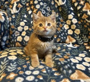 Blaize, Baby Male Domestic Short Hair