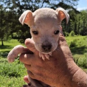 Photo of Peanut