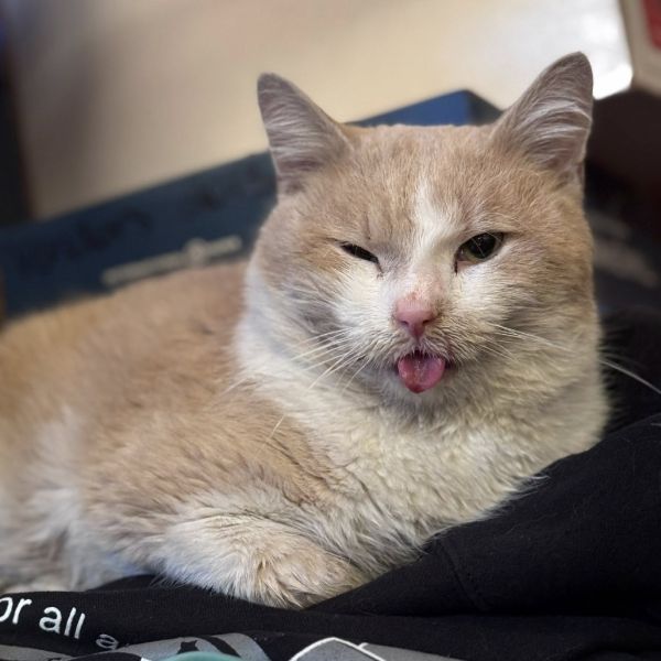 Pet Image