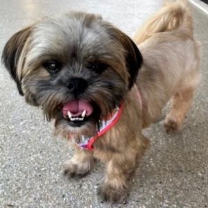 Meet Cinnamon Crunch This sweet 3-year-old 13 lb Shih Tzu mix is as adorable as her name Shes cr