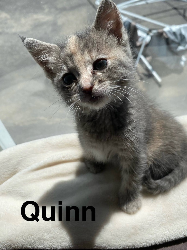 Quinn