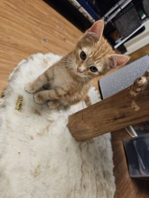 Blueberry, Baby Male Domestic Short Hair