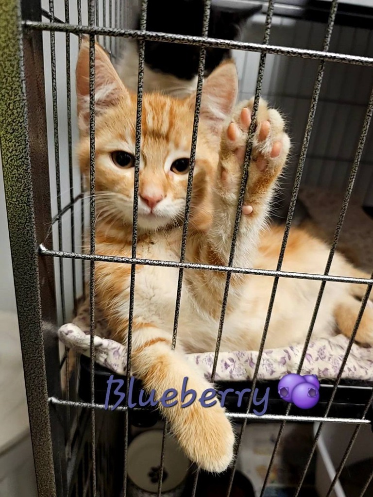 Blueberry