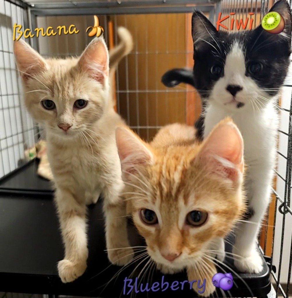 Blueberry