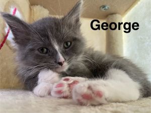 George, Baby Male unknown