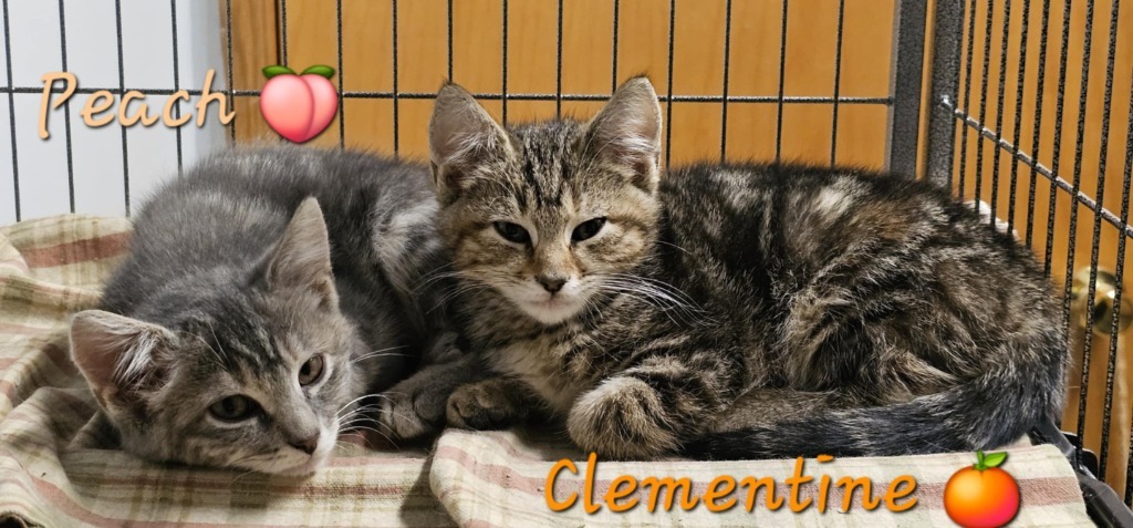 Clementine