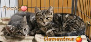 Clementine, Baby Female unknown