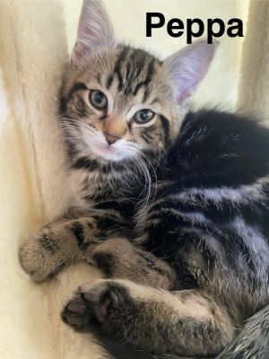 Peppa, Baby Female Domestic Short Hair
