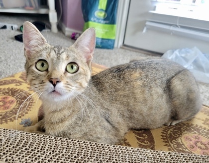 Margarita (pre adopt)