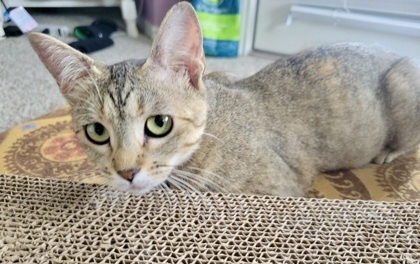 Margarita (pre adopt)