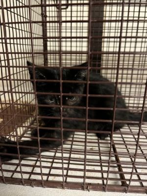Dollop Domestic Short Hair Cat