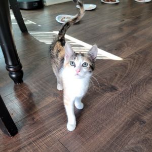 Jennifer, Baby Female Domestic Short Hair