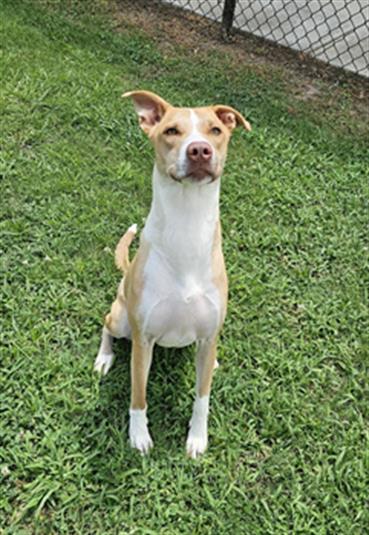 GINGER, an adoptable Basenji, Labrador Retriever in Appling, GA, 30802 | Photo Image 1