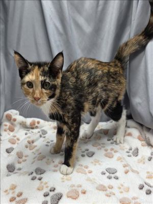 A117577, Adult Female Domestic Short Hair