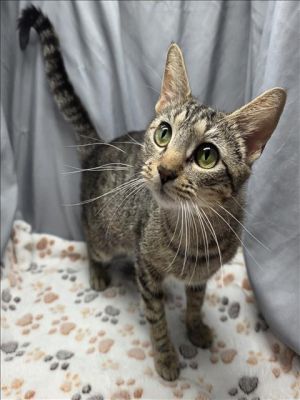 A116999 Domestic Short Hair Cat