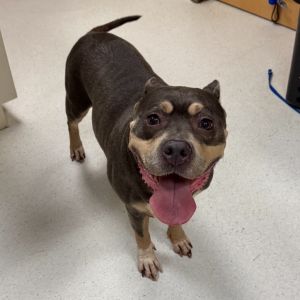 Princess Diana, Adult Female American Staffordshire Terrier